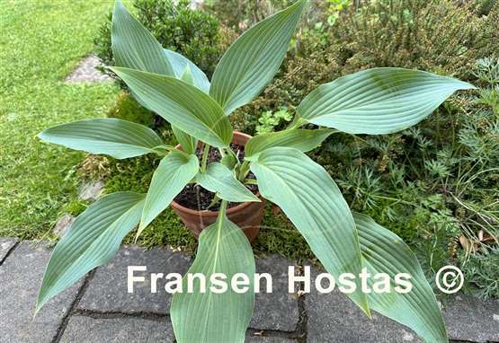 Hosta Feathervane